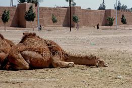 Image du Maroc Professionnelle de  Des chameaux attendent l'arrivée de touriste pour le plaisir des prises de photo touristique à Marrakech sur le terrain d'El Bâb Jdid (Nouvelle Porte), cette porte, est l'accès aux quartier de l'Hivernage et de la Médina, située face à l'hotel la Mamounia, Samedi 20 Décembre 1986. (Photo / Abdeljalil Bounhar) 